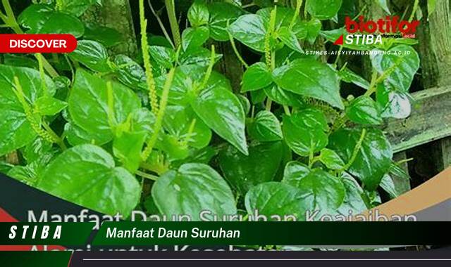 Ketahui 10 Manfaat manfaat daun suruhan yang tidak Semua Orang Tau