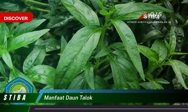 Ketahui 9 Manfaat manfaat daun talok yang Bikin Kamu Penasaran