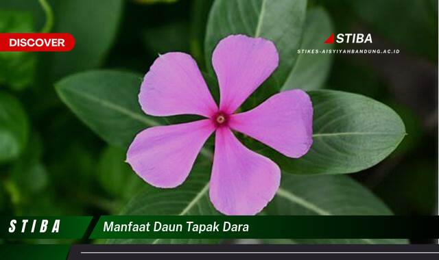 Inilah 9 Manfaat manfaat daun tapak dara yang tidak Semua Orang Tau