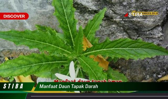 Ketahui 10 Manfaat manfaat daun tapak darah yang Bikin Kamu Penasaran