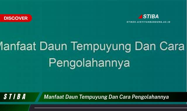 Ketahui 10 Manfaat manfaat daun tempuyung dan cara pengolahannya yang Jarang Diketahui
