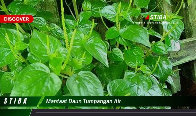 Ketahui 9 Manfaat manfaat daun tumpangan air yang Jarang Diketahui
