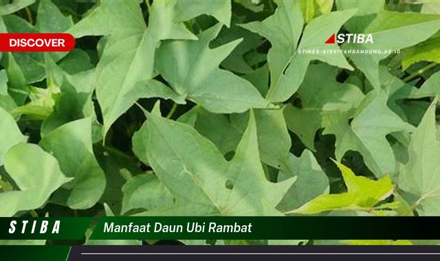 Inilah 9 Manfaat manfaat daun ubi rambat yang tidak Semua Orang Tau