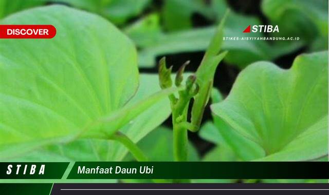 Inilah 10 Manfaat Daun Ubi yang Tak Banyak Orang Tau