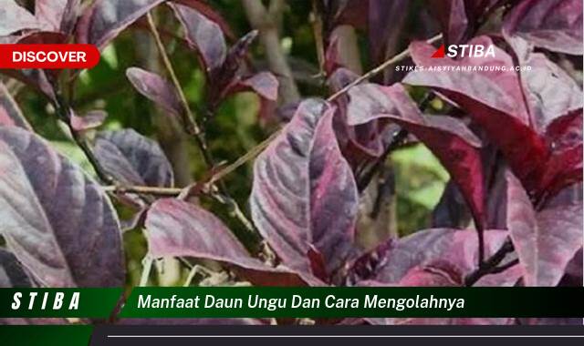 Inilah 9 Manfaat manfaat daun ungu dan cara mengolahnya yang Bikin Kamu Penasaran