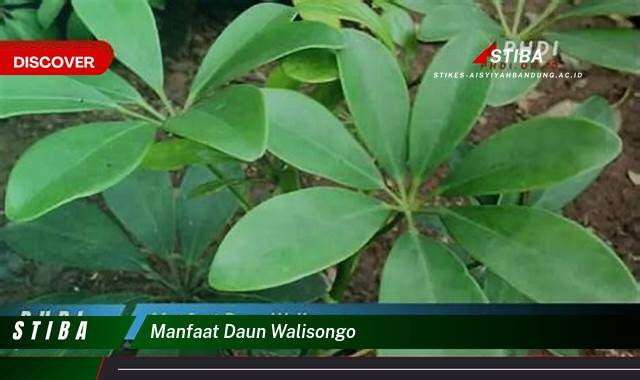 Temukan 9 Manfaat manfaat daun walisongo yang Wajib Kamu Intip