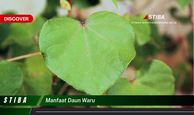 Ketahui 9 Manfaat manfaat daun waru yang Wajib Kamu Intip