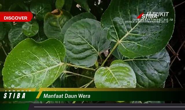 Inilah 9 Manfaat manfaat daun wera yang Wajib kamu ketahui