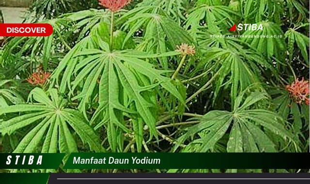 Temukan 9 Manfaat manfaat daun yodium yang Bikin Kamu Penasaran