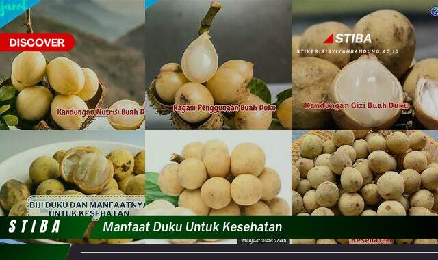 Ketahui 8 Manfaat Duku untuk Kesehatan yang Tak Semua Orang Tau Ketahui 8 Manfaat Duku untuk Kesehatan yang Tak Semua Orang Tau