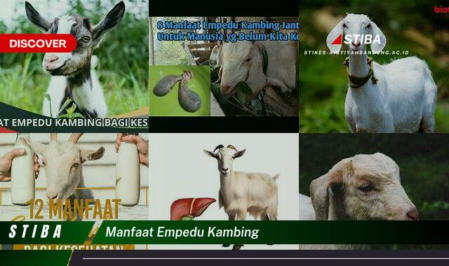 Inilah 9 Manfaat Empedu Kambing yang Wajib Kamu Ketahui Inilah 9 Manfaat Empedu Kambing yang Wajib Kamu Ketahui
