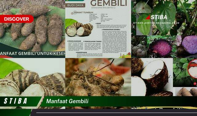 Temukan 10 Manfaat Gembili yang Bikin Kamu Penasaran Temukan 10 Manfaat Gembili yang Bikin Kamu Penasaran