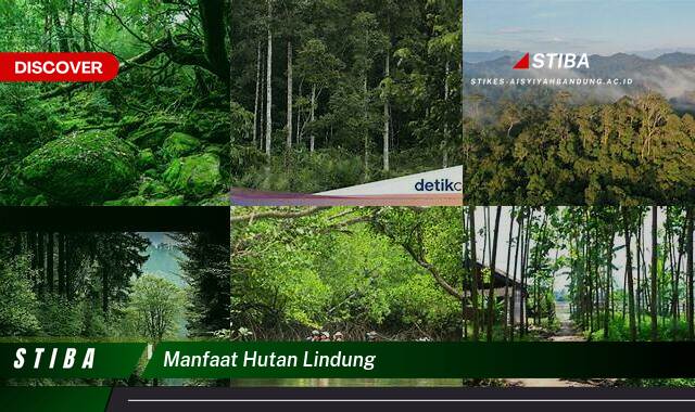 Inilah 10 Manfaat Hutan Lindung yang Tak Banyak Orang Tahu