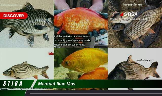 Ketahui 9 Manfaat Ikan Mas yang Tak Banyak Orang Tahu