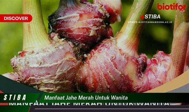 Inilah 9 Manfaat Jahe Merah untuk Wanita yang Tak Semua Orang Tahu Inilah 9 Manfaat Jahe Merah untuk Wanita yang Tak Semua Orang Tahu