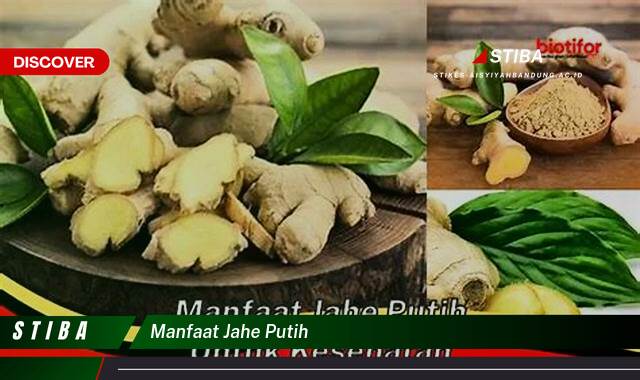 Inilah 9 Manfaat Jahe Putih yang Bikin Kamu Penasaran Inilah 9 Manfaat Jahe Putih yang Bikin Kamu Penasaran
