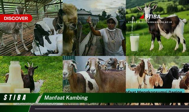 Inilah 9 Manfaat Kambing yang Bikin Kamu Penasaran