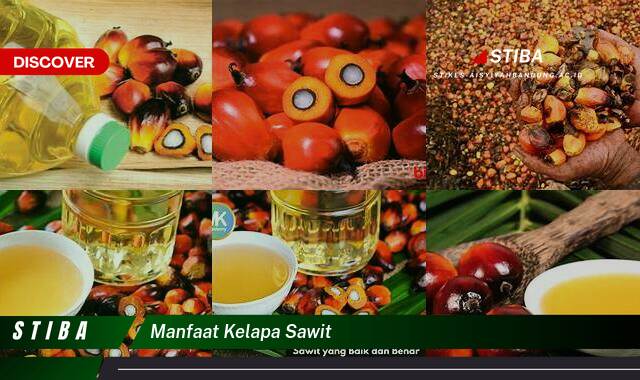 Inilah 10 Manfaat Kelapa Sawit yang Jarang Diketahui Inilah 10 Manfaat Kelapa Sawit yang Jarang Diketahui
