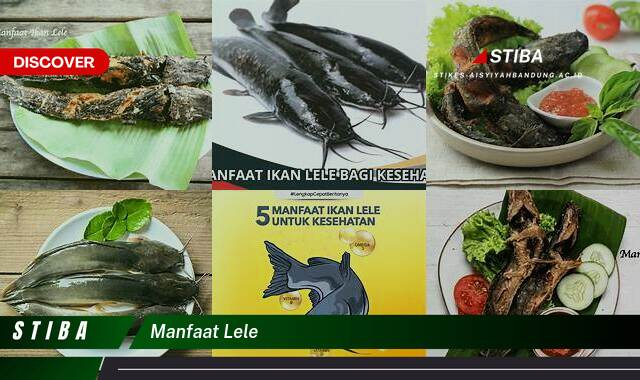 Ketahui 10 Manfaat Lele yang Tak Banyak Orang Tahu