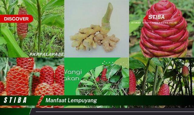 Temukan 8 Manfaat Lempuyang yang Bikin Kamu Penasaran Temukan 8 Manfaat Lempuyang yang Bikin Kamu Penasaran