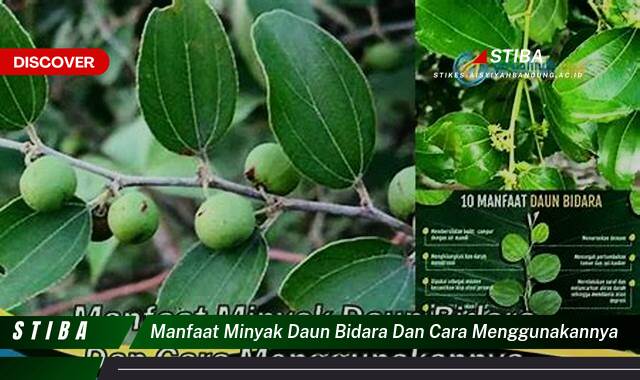 Ketahui 10 Manfaat manfaat minyak daun bidara dan cara menggunakannya yang Wajib Kamu Intip
