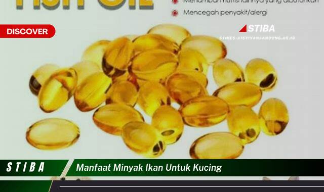 Ketahui 8 Manfaat Minyak Ikan untuk Kucing yang Jarang Diketahui