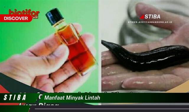 Temukan 8 Manfaat Minyak Lintah yang Wajib Kamu Intip Temukan 8 Manfaat Minyak Lintah yang Wajib Kamu Intip