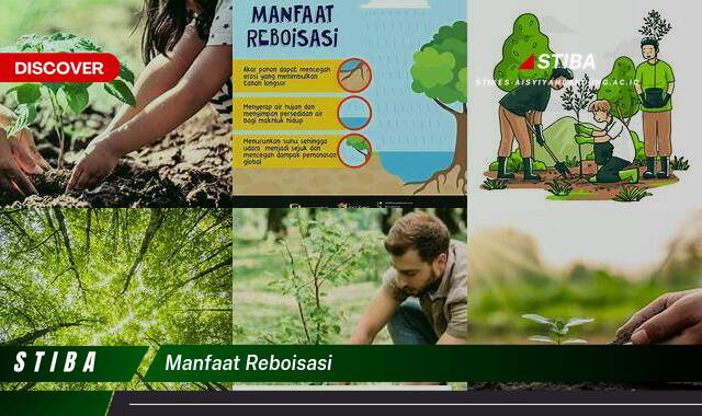 Temukan 9 Manfaat Reboisasi yang Wajib Kamu Intip Temukan 9 Manfaat Reboisasi yang Wajib Kamu Intip