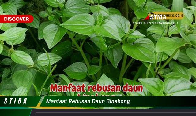 Ketahui 8 Manfaat manfaat rebusan daun binahong yang Wajib Kamu Intip