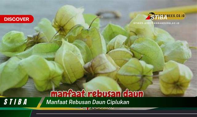 Inilah 9 Manfaat Rebusan Daun Ciplukan yang Wajib Kamu Ketahui