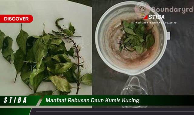 Ketahui 10 Manfaat Rebusan Daun Kumis Kucing yang Bikin Kamu Penasaran