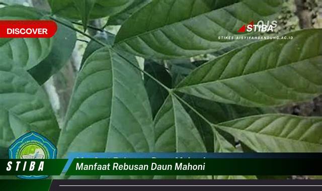 Inilah 10 Manfaat manfaat rebusan daun mahoni yang Bikin Kamu Penasaran