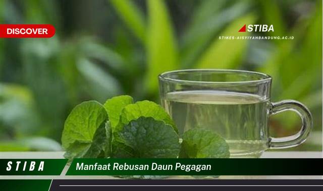 Ketahui 8 Manfaat manfaat rebusan daun pegagan yang Jarang Diketahui