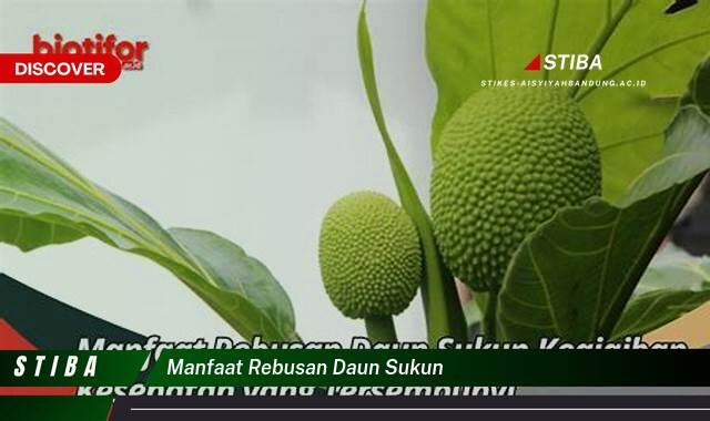 Ketahui 8 Manfaat manfaat rebusan daun sukun yang Wajib kamu ketahui