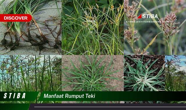 Temukan 9 Manfaat Rumput Teki yang Jarang Diketahui Temukan 9 Manfaat Rumput Teki yang Jarang Diketahui