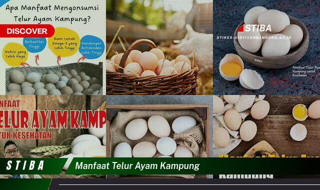 Ketahui 8 Manfaat Telur Ayam Kampung yang Jarang Diketahui